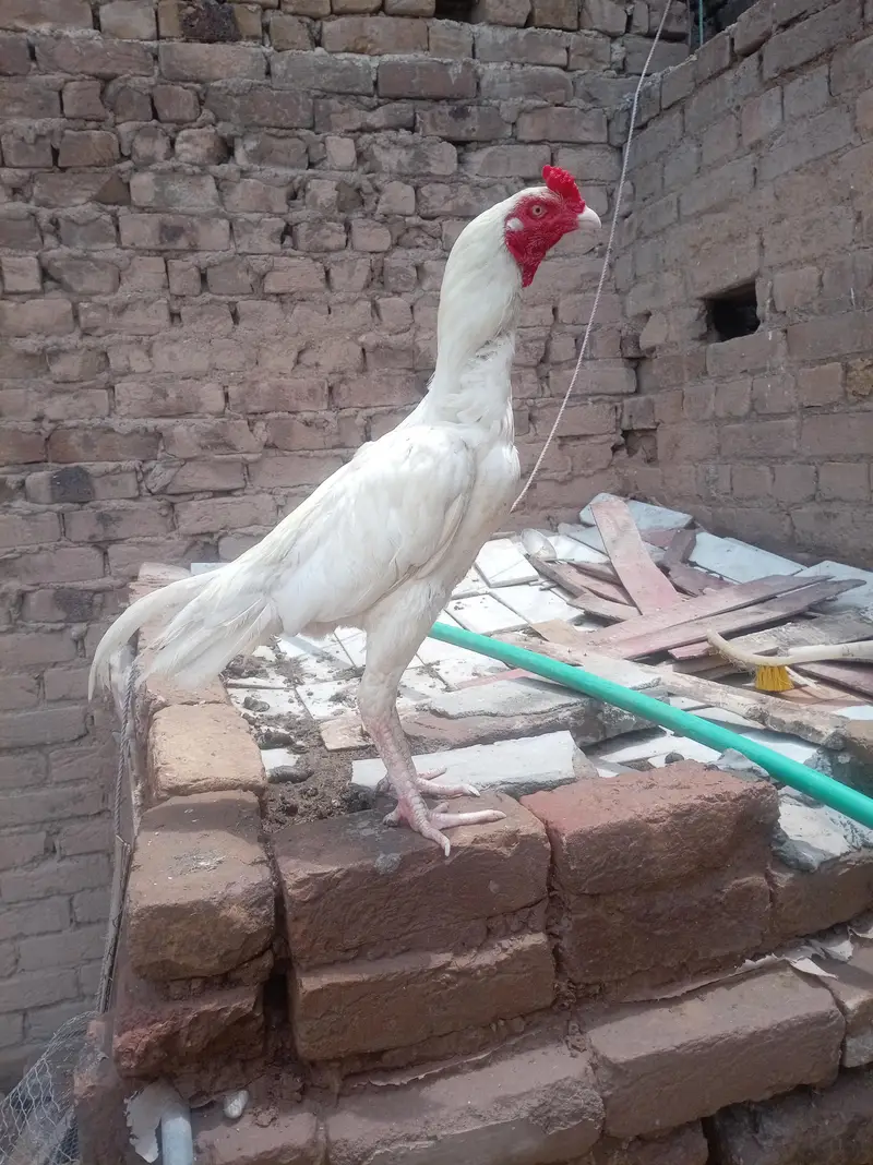 Heera — photo 2