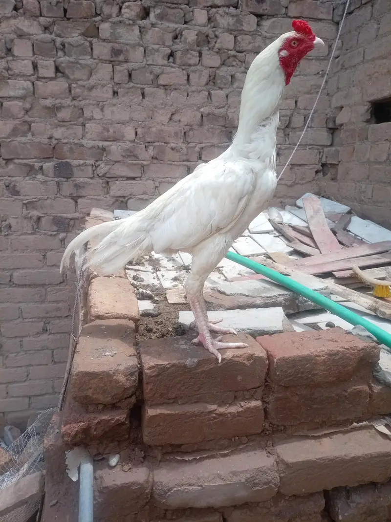 Heera — photo 3