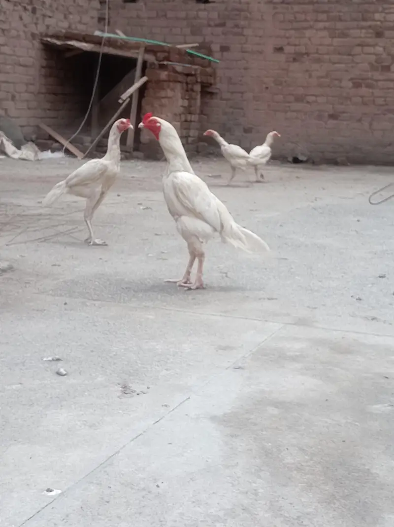 Heera — photo 5