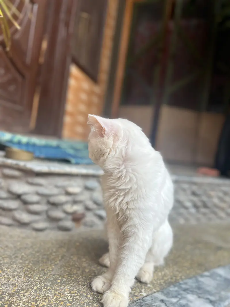 persian cat for sale — photo 4