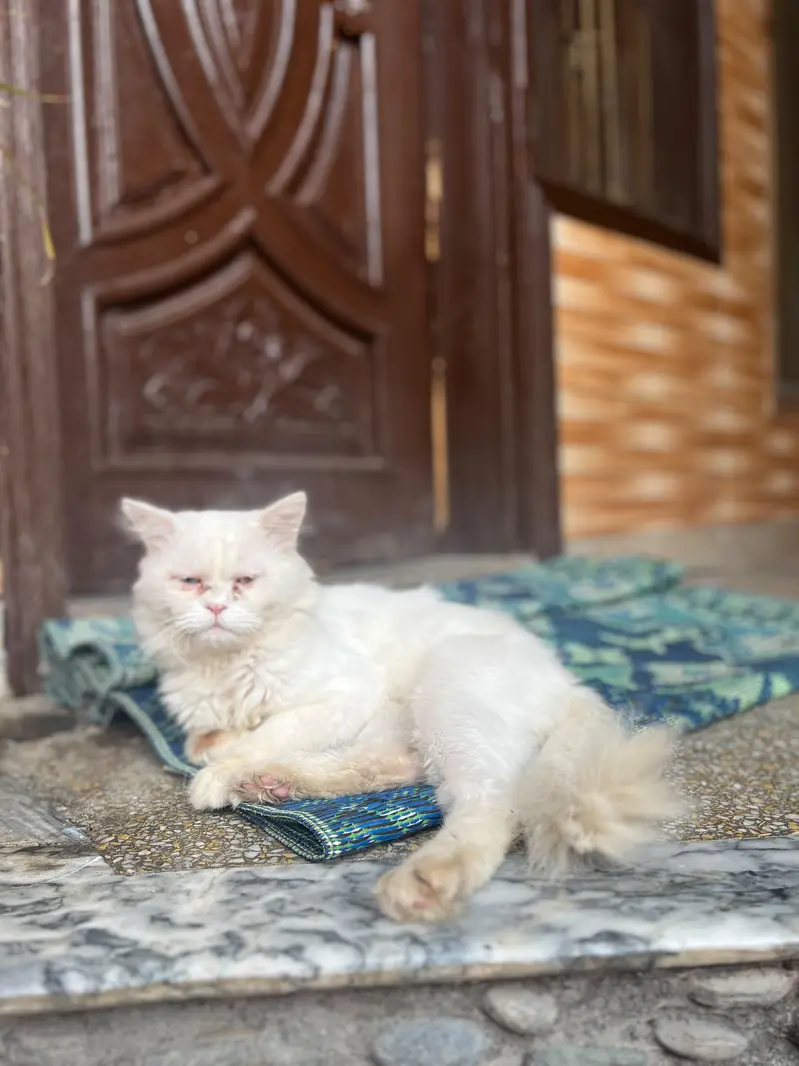 persian cat for sale — photo 5