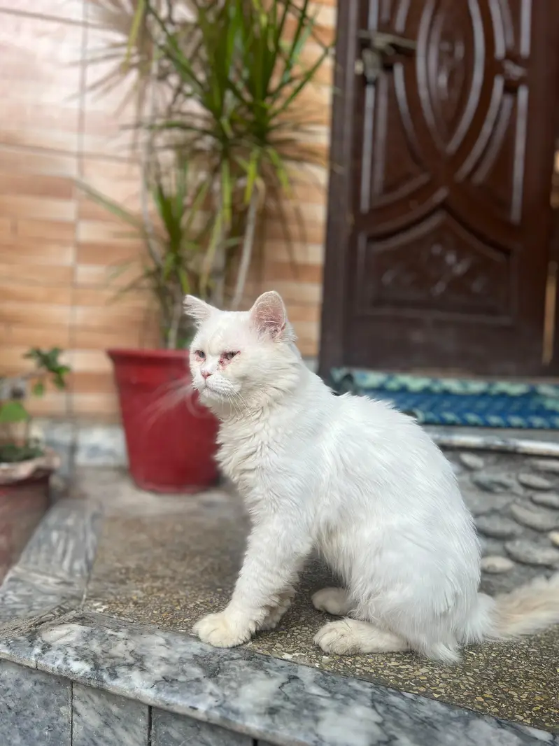 persian cat for sale — photo 10
