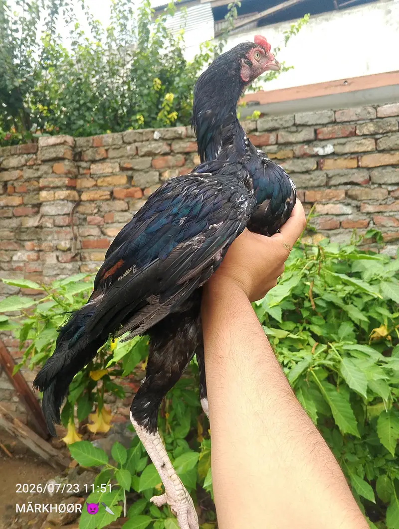 LASANI PATHA MUSHKA LASANI — photo 3