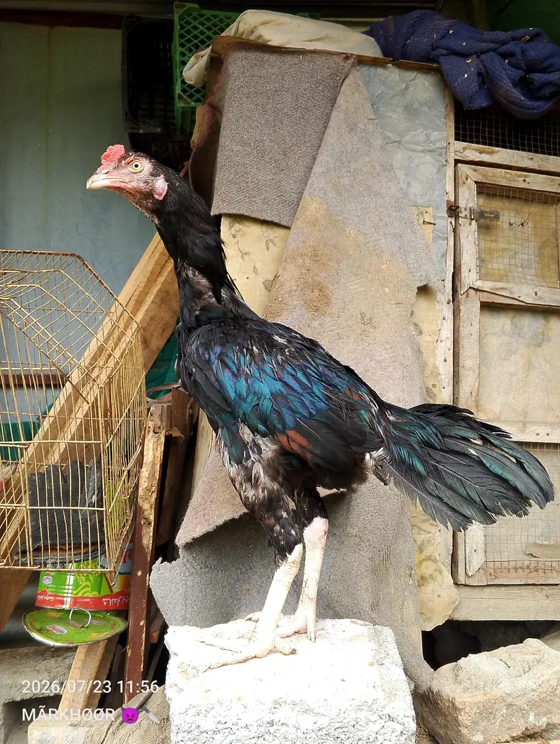 LASANI PATHA MUSHKA LASANI — photo 4