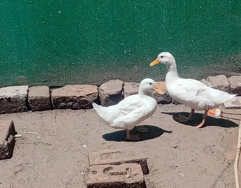 Dual Pair For Sale (1 Male and 1 Female)