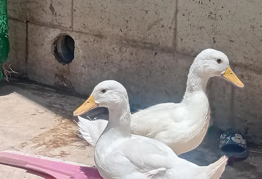 Dual Pair For Sale (1 Male and 1 Female) — photo 2