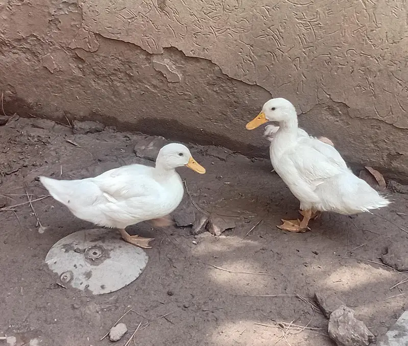 Dual Pair For Sale (1 Male and 1 Female) — photo 3