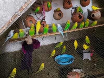 Australian parrot Available 1200 per pair
