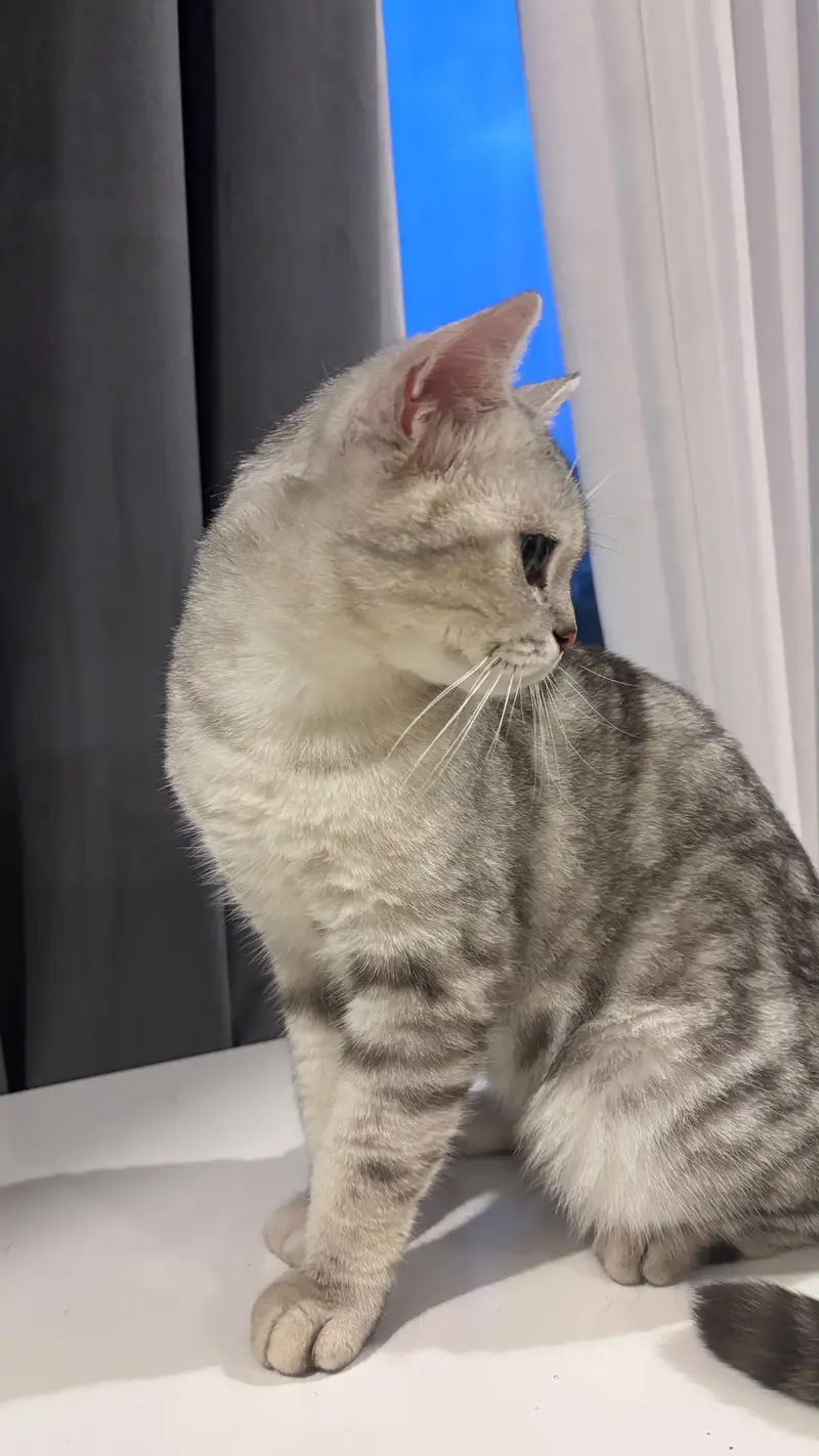  Meet Pluto – Looking for His Forever Home  — photo 3