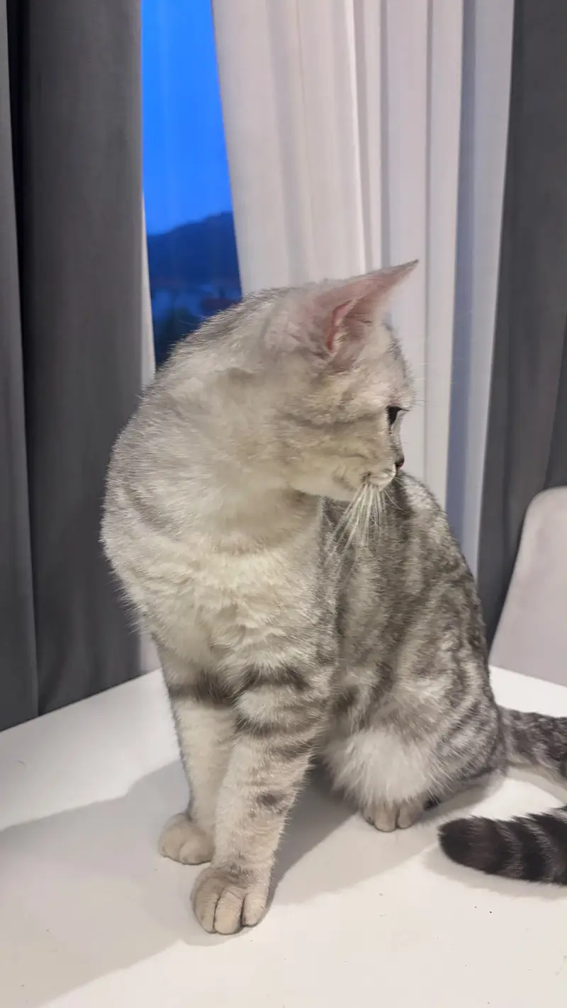  Meet Pluto – Looking for His Forever Home  — photo 5