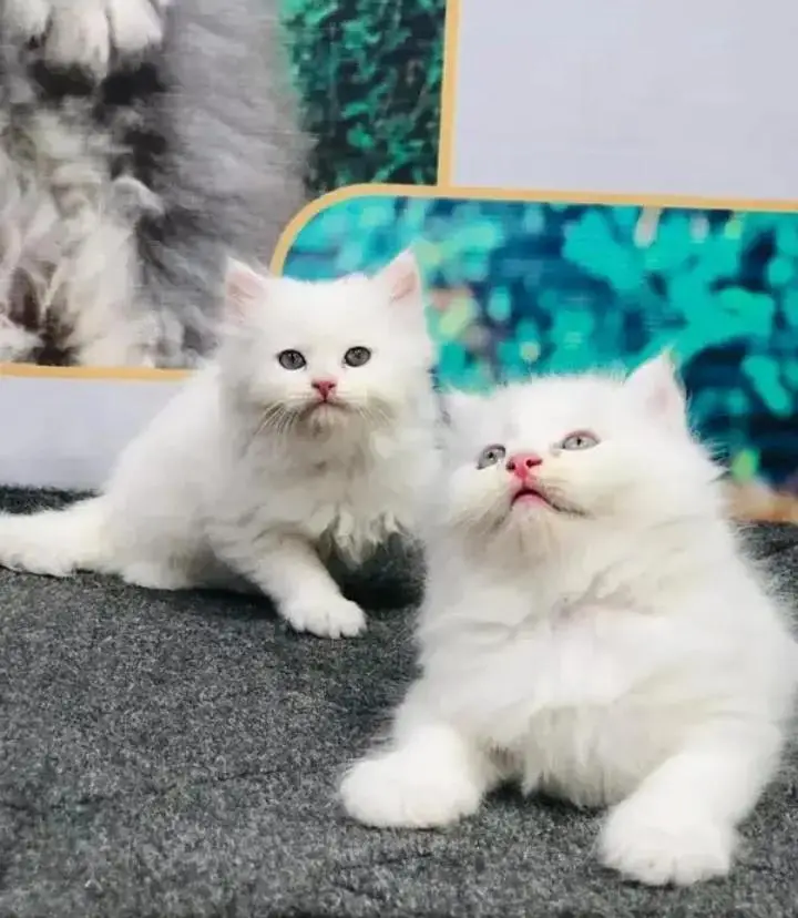 (Persian female kitten) (for sale all) (Pakistan delivery available) — photo 4