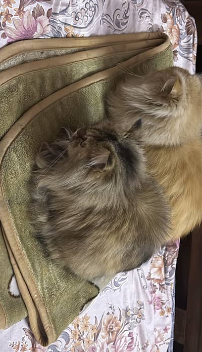 Persian Cats Pair for Sale | Fully vaccinated