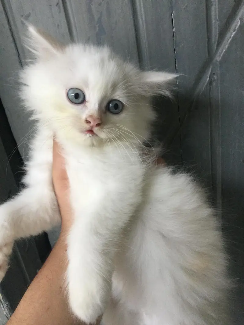 White Persian Kittens Punch Face — photo 2