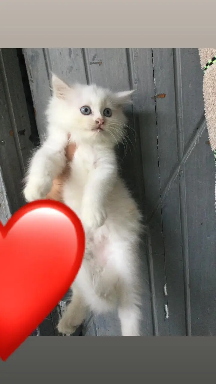 White Persian Kittens Punch Face — photo 3