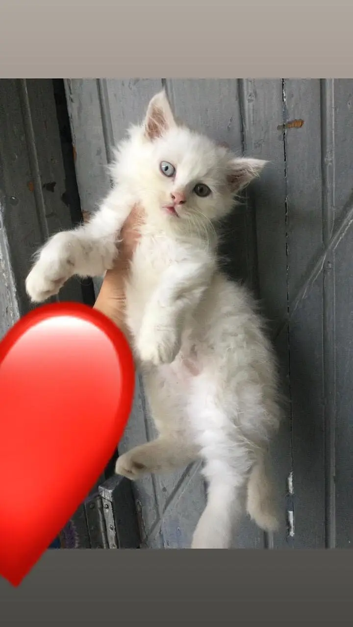 White Persian Kittens Punch Face — photo 4