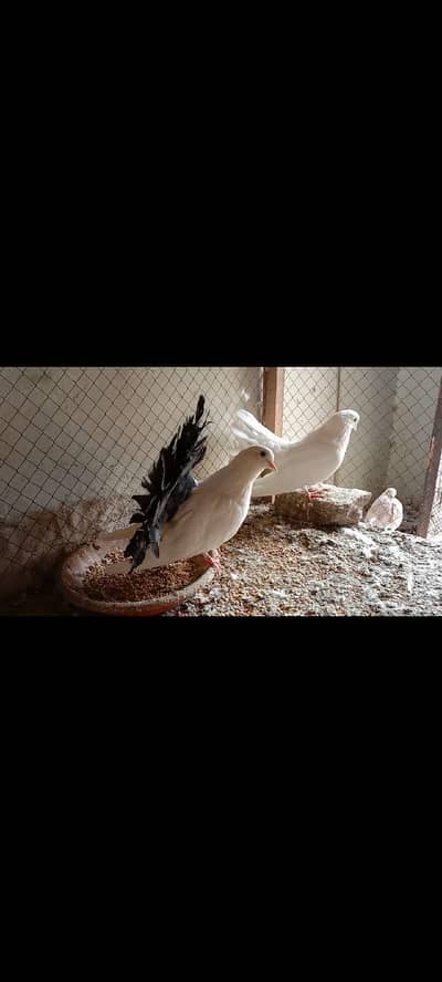 Fancy Pigeons Available For Sale / black Tail / Red Tail / Danish pige