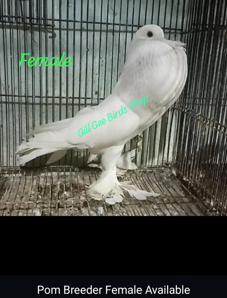 Fancy Pigeons Available For Sale / black Tail / Red Tail / Danish pige — photo 3
