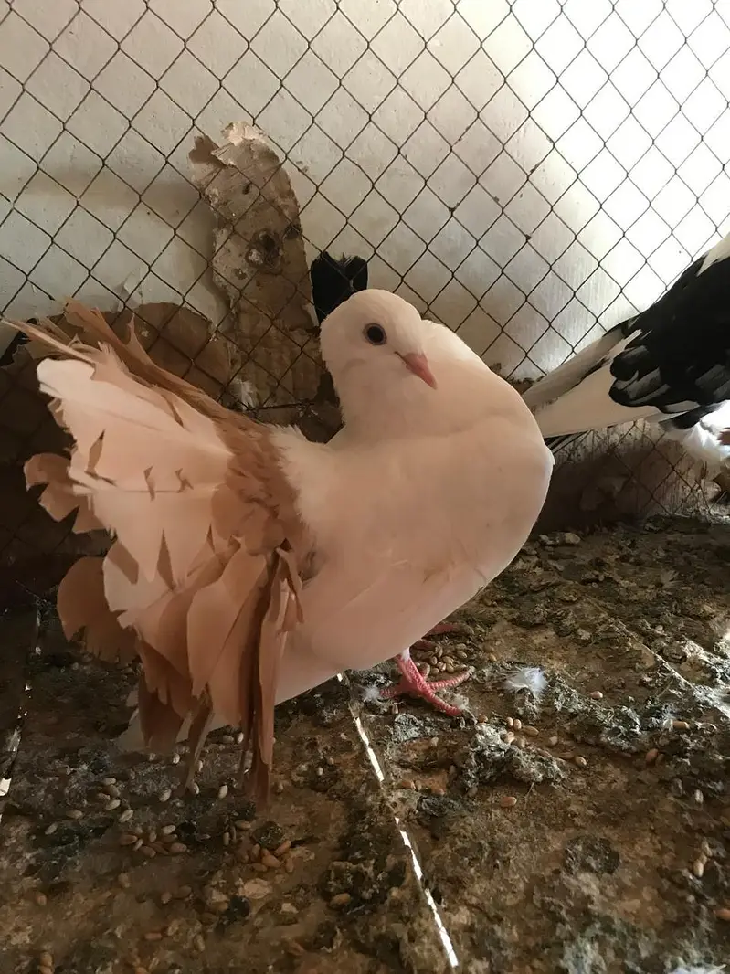 Fancy Pigeons Available For Sale / black Tail / Red Tail / Danish pige — photo 4
