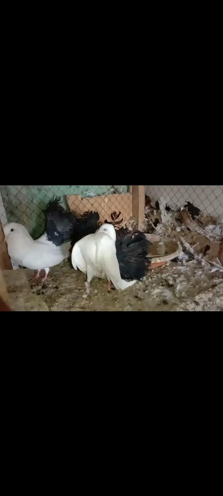 Fancy Pigeons Available For Sale / black Tail / Red Tail / Danish pige — photo 5