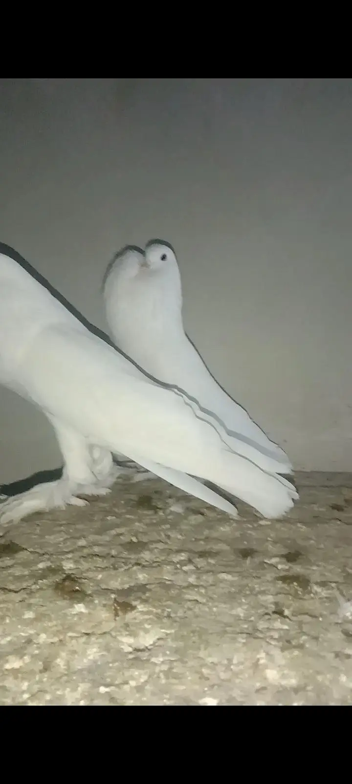 Fancy Pigeons Available For Sale / black Tail / Red Tail / Danish pige — photo 6