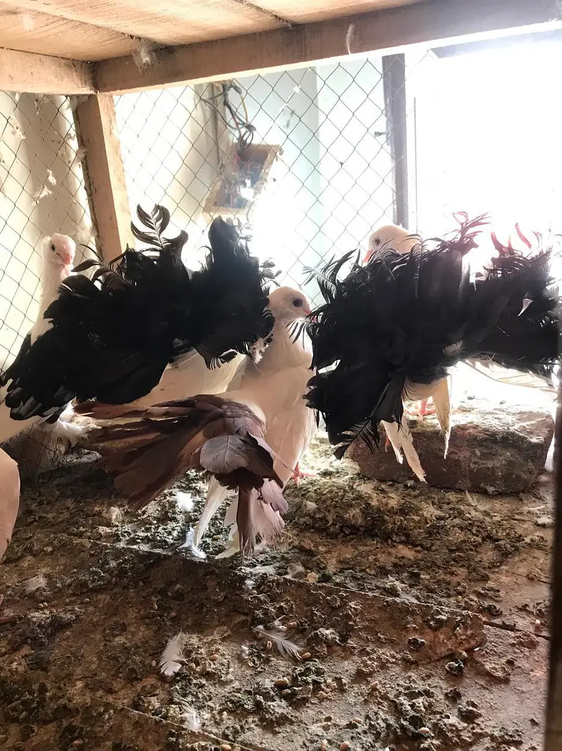 Fancy Pigeons Available For Sale / black Tail / Red Tail / Danish pige — photo 7
