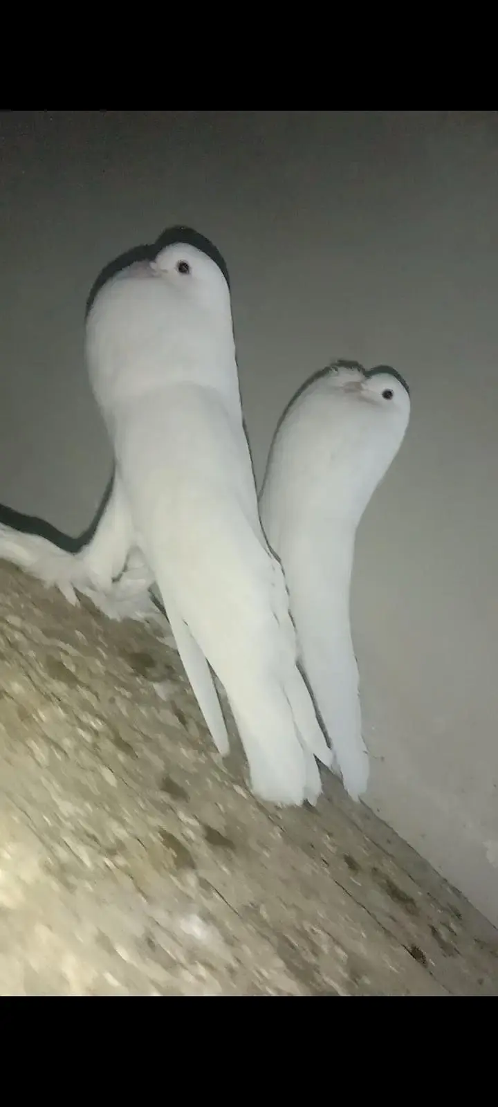 Fancy Pigeons Available For Sale / black Tail / Red Tail / Danish pige — photo 8
