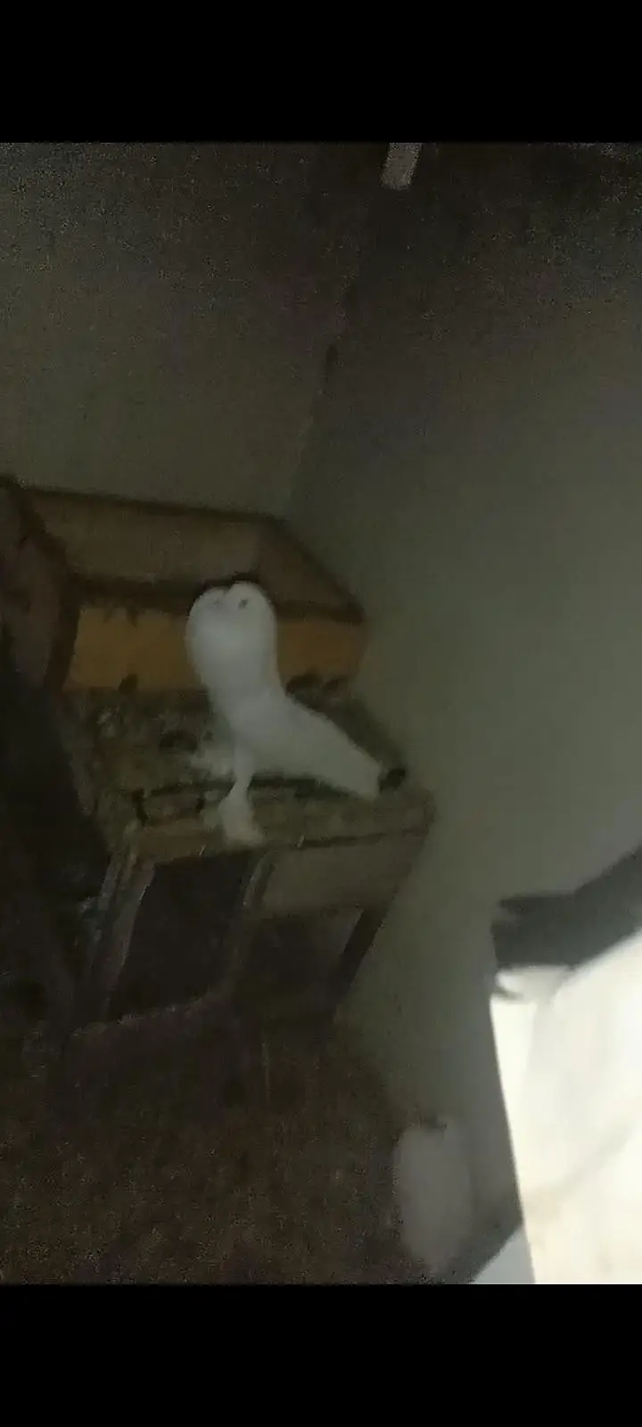 Fancy Pigeons Available For Sale / black Tail / Red Tail / Danish pige — photo 9