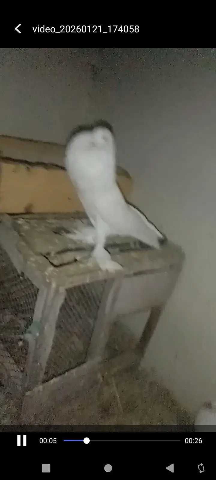 Fancy Pigeons Available For Sale / black Tail / Red Tail / Danish pige — photo 10
