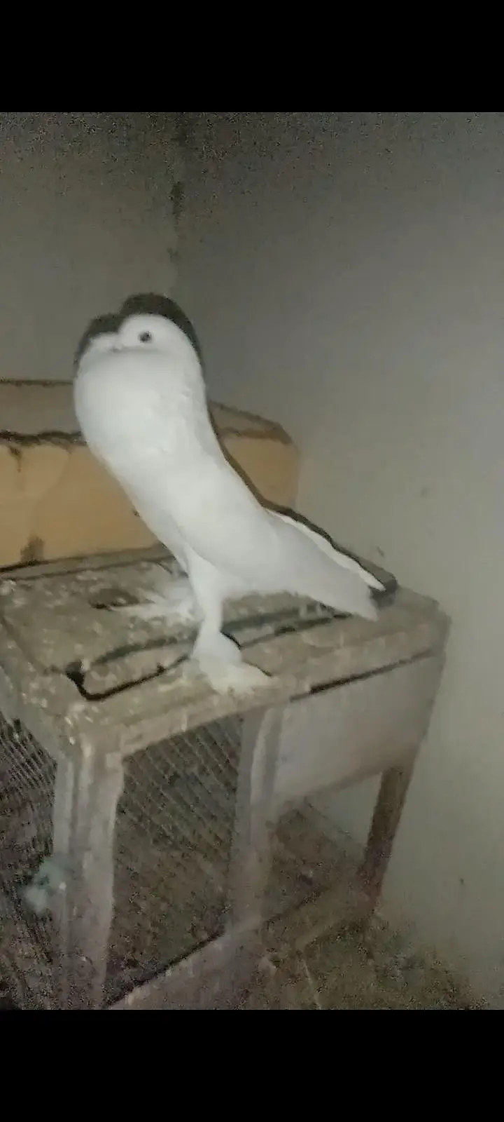 Fancy Pigeons Available For Sale / black Tail / Red Tail / Danish pige — photo 11