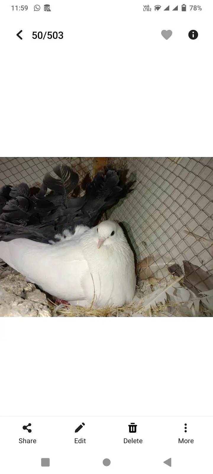 Fancy Pigeons Available For Sale / black Tail / Red Tail / Danish pige — photo 12