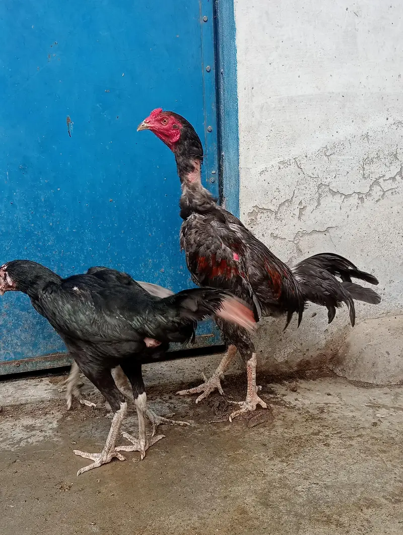 Burmi + pakoya — photo 2