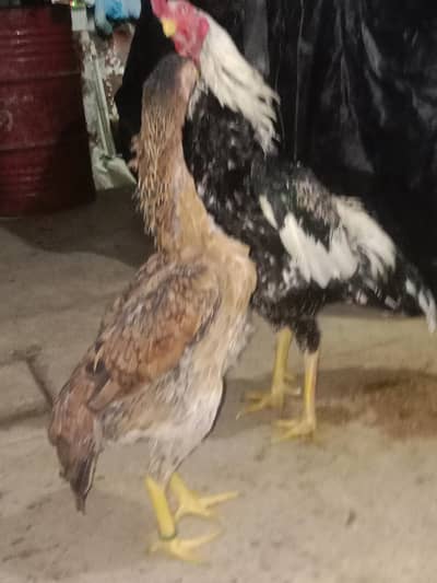 pure shamo pair and chiks for sale 03227651560