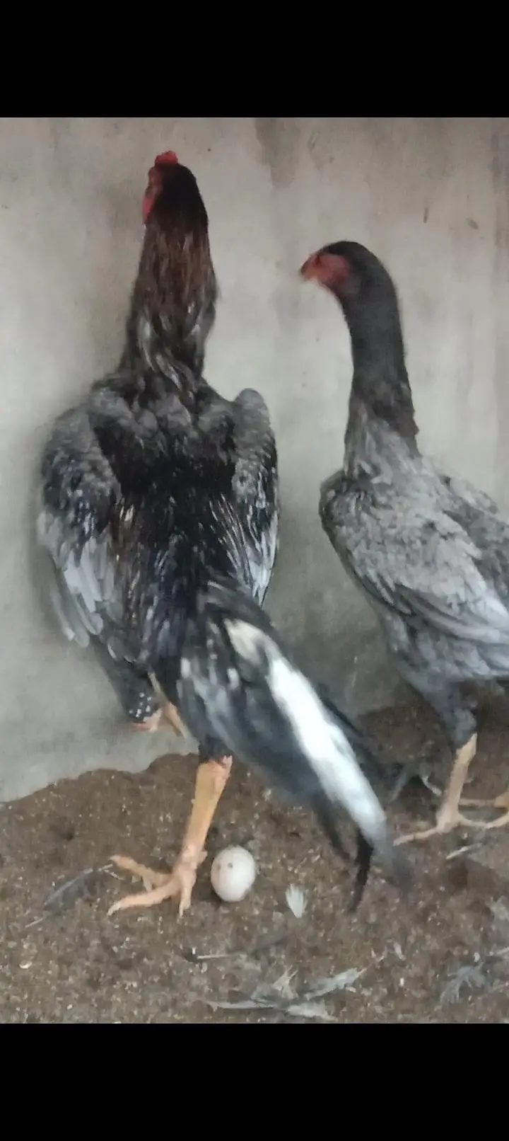 pure shamo pair and chiks for sale 03227651560 — photo 2