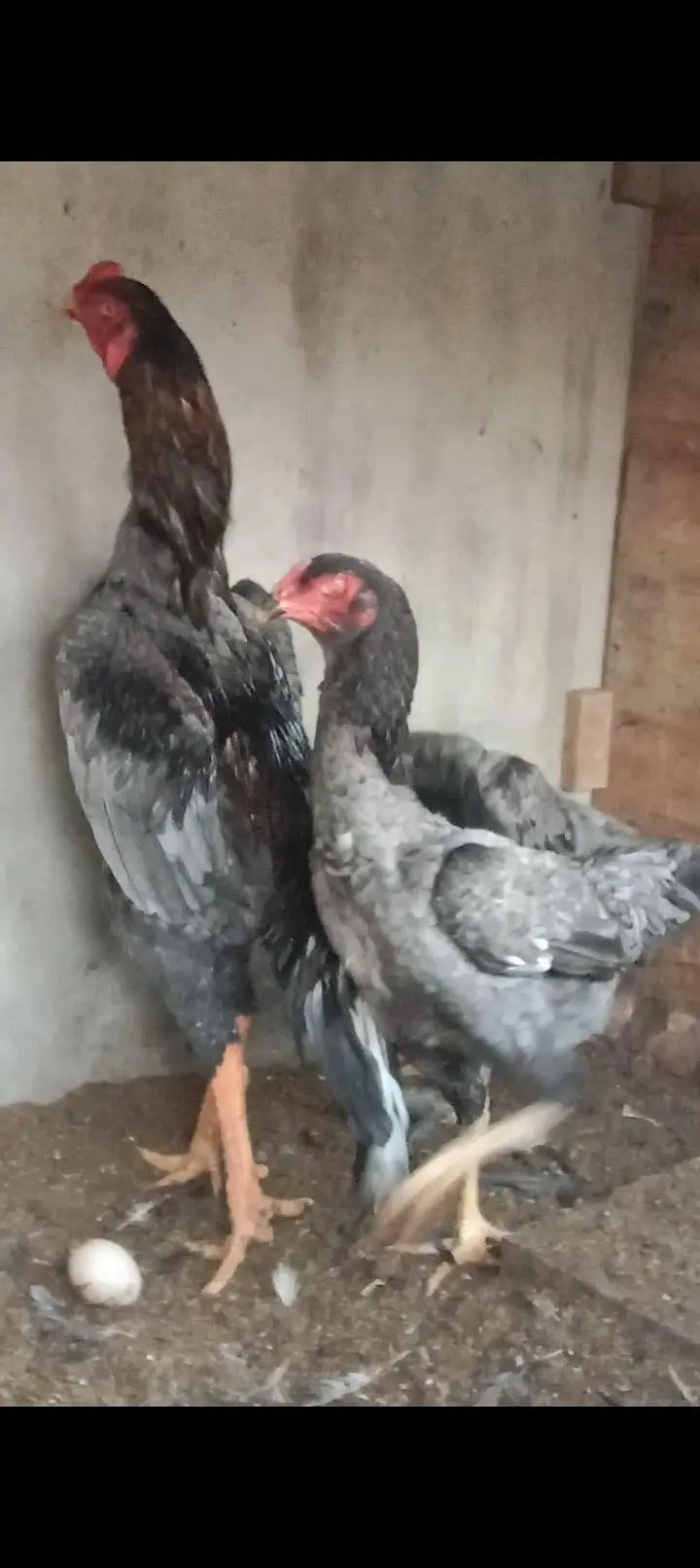 pure shamo pair and chiks for sale 03227651560 — photo 3