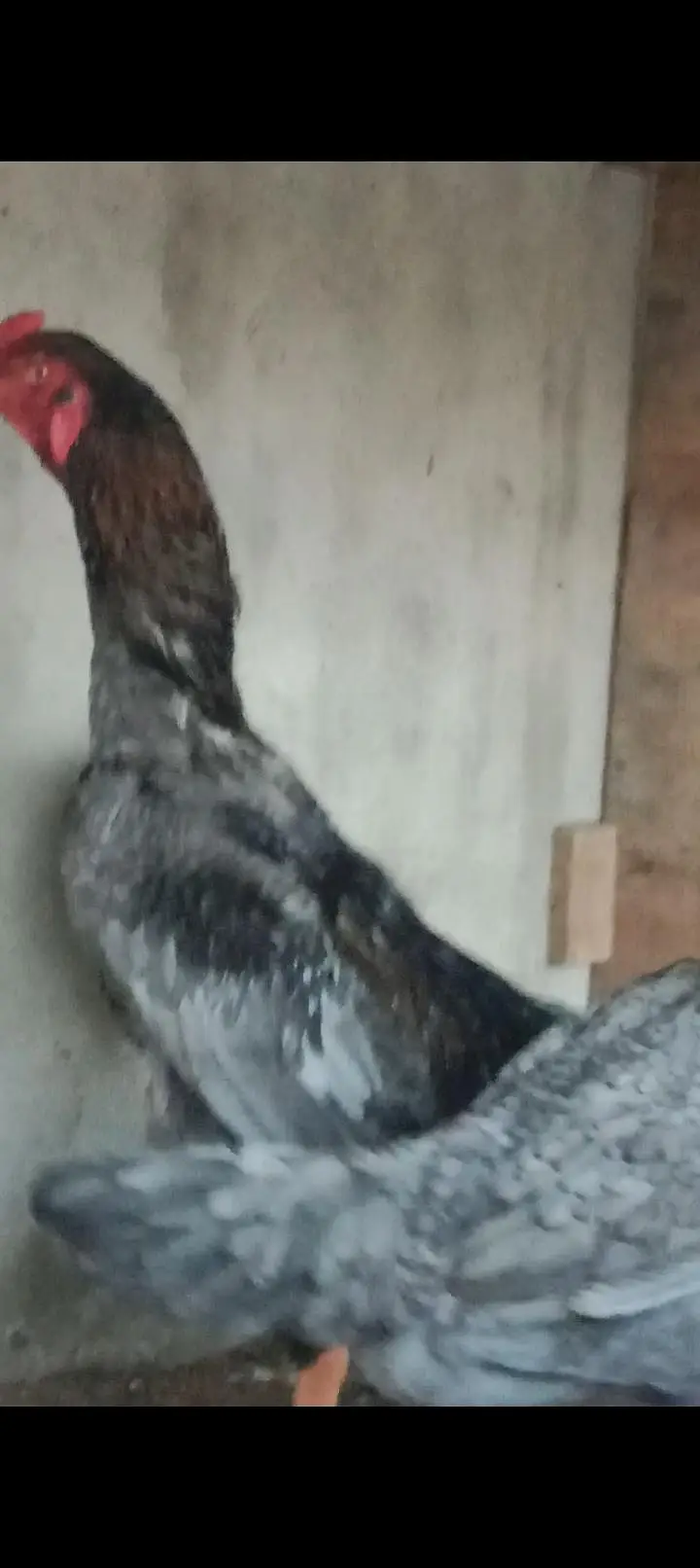 pure shamo pair and chiks for sale 03227651560 — photo 4