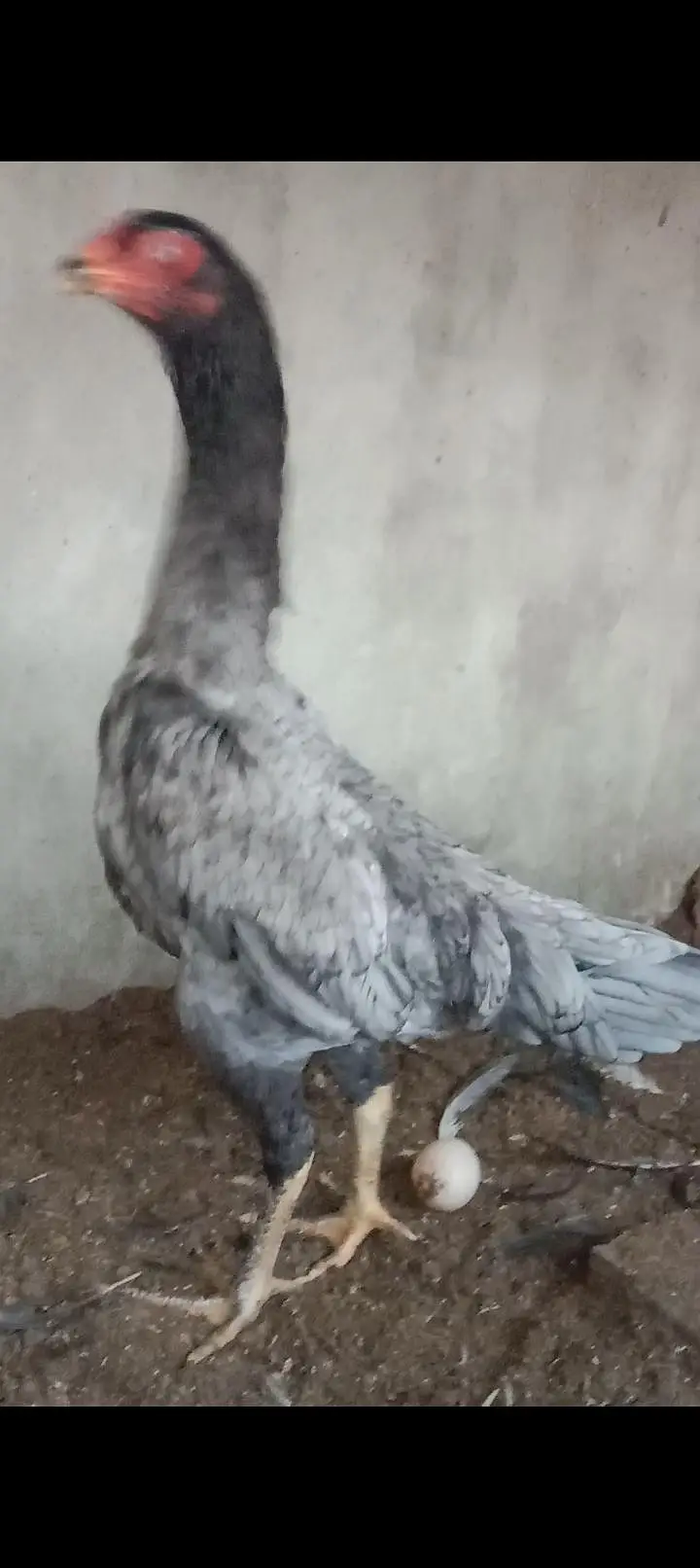 pure shamo pair and chiks for sale 03227651560 — photo 5
