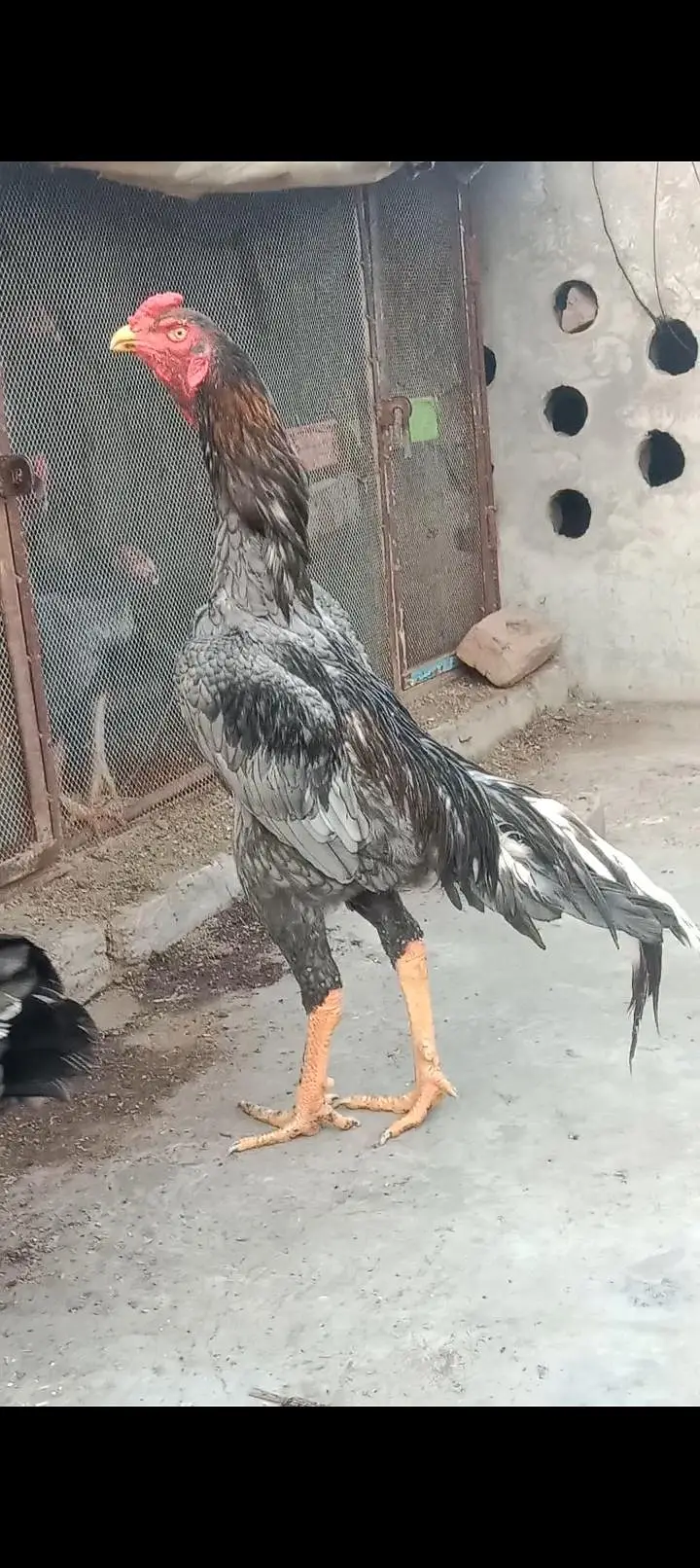 pure shamo pair and chiks for sale 03227651560 — photo 6