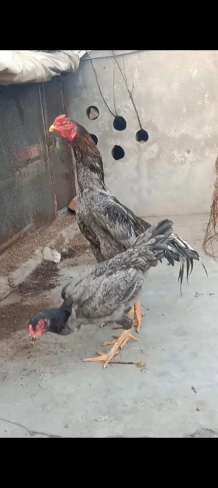 pure shamo pair and chiks for sale 03227651560 — photo 7