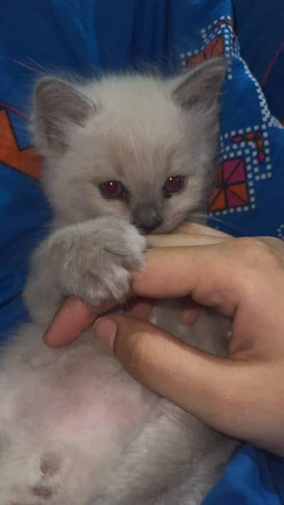 samiese kitten available