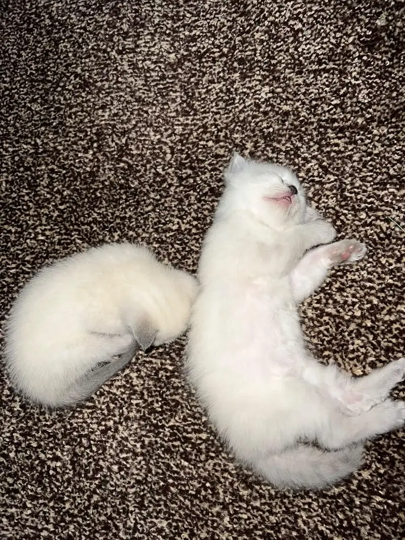 samiese kitten available — photo 2