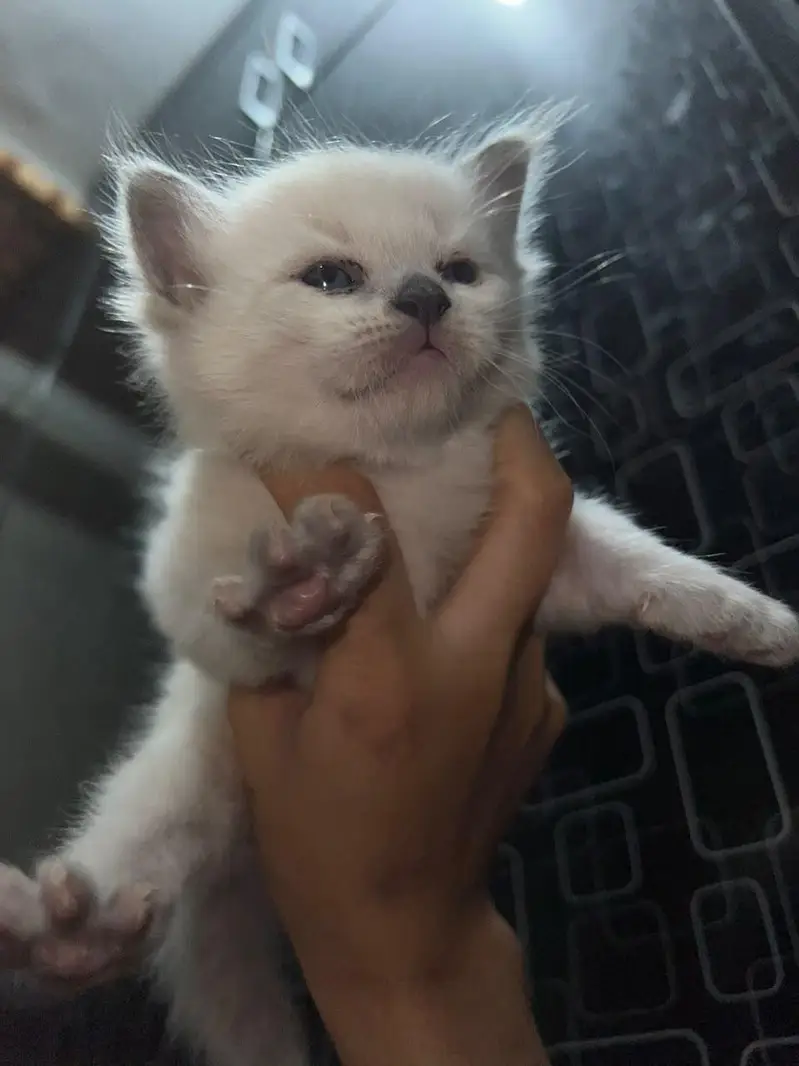 samiese kitten available — photo 3