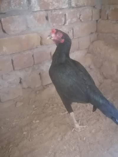 black mushki