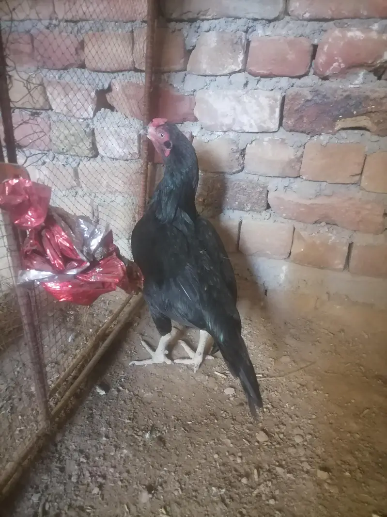 black mushki — photo 2