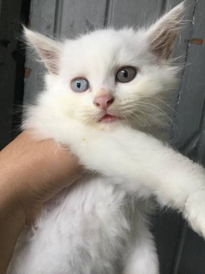 White Persian Male Female Kittens