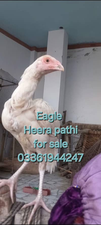 Eagle High quality pathi double nok