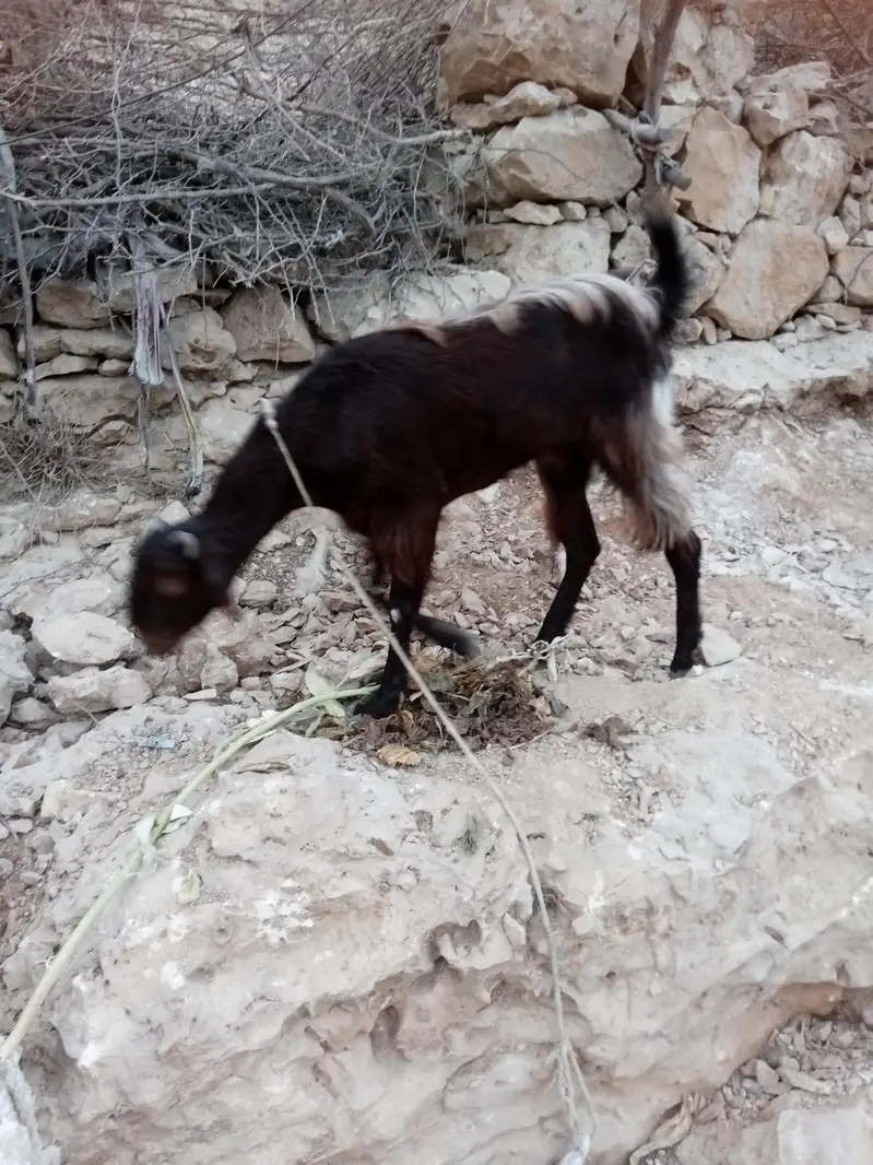 bakri 2 dant — photo 3