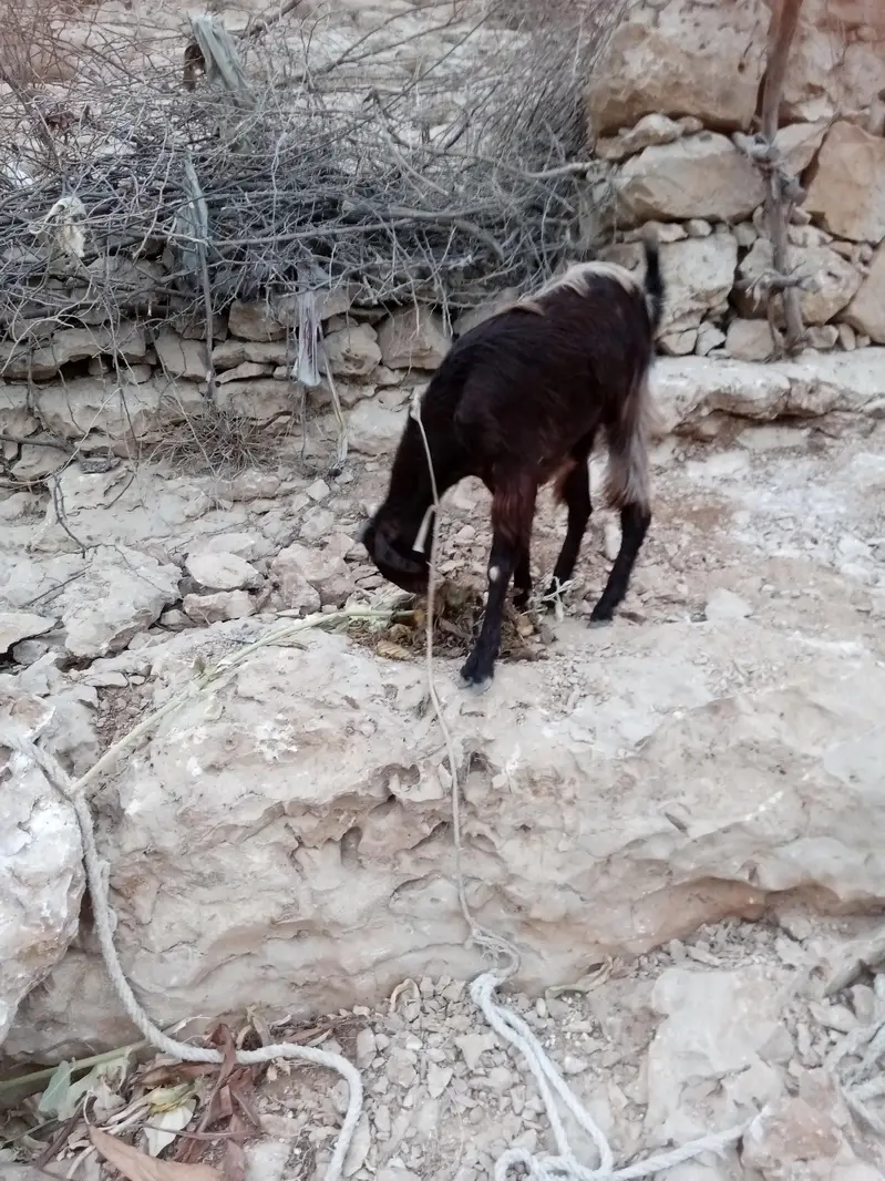 bakri 2 dant — photo 4