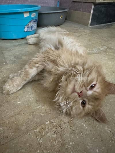 Persian Cats Pair Up For Adoption