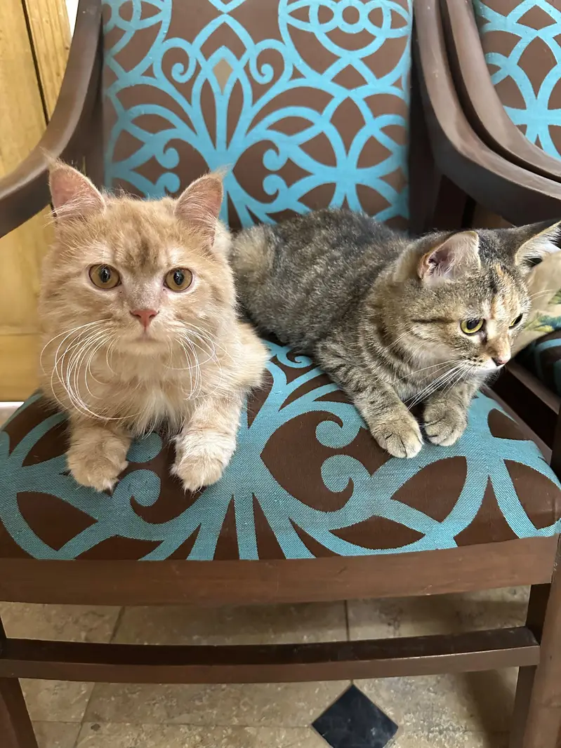 Persian Cats Pair Up For Adoption — photo 2