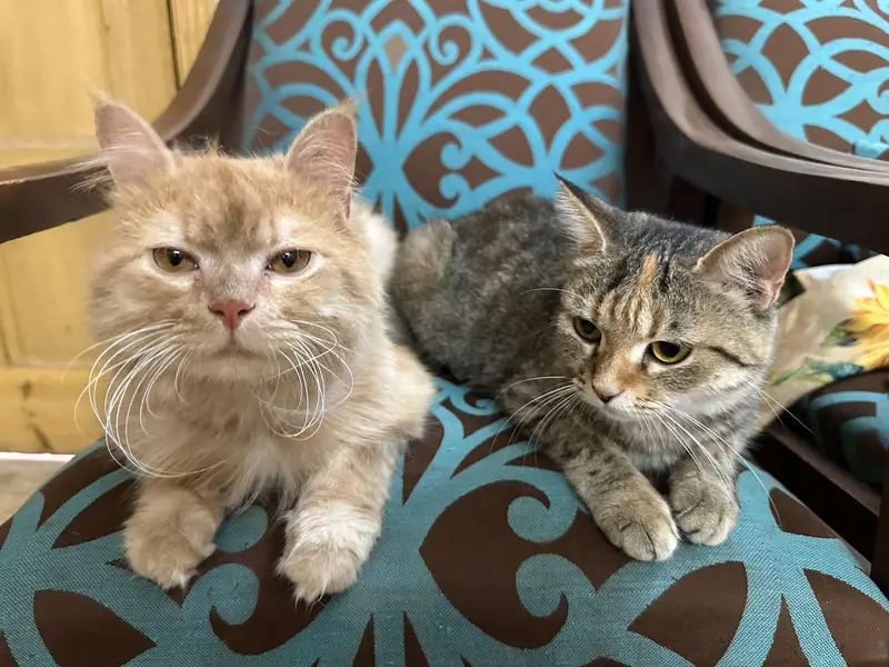 Persian Cats Pair Up For Adoption — photo 3